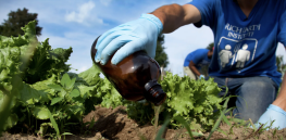 Urine could be a key source for developing sustainable fertilizers